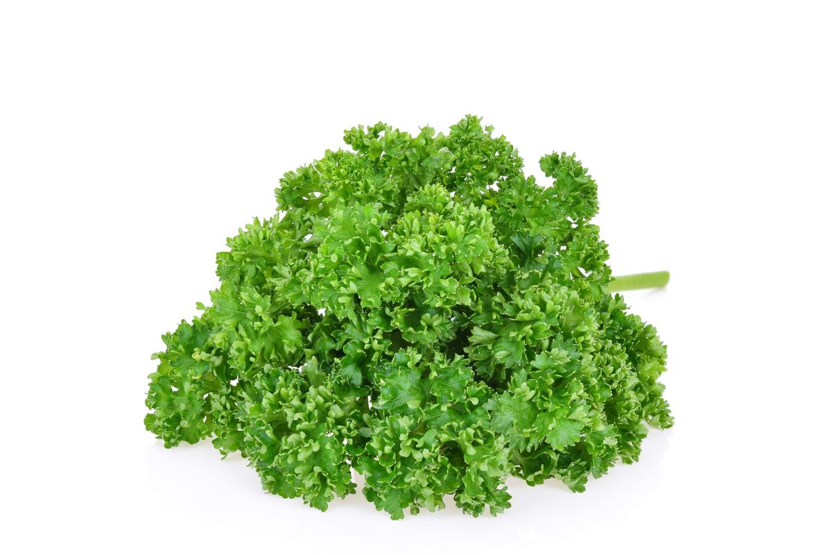 Curly Parsley