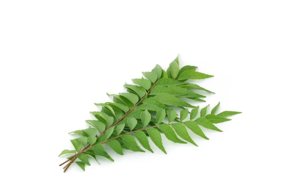 Fresh Curry Leaves