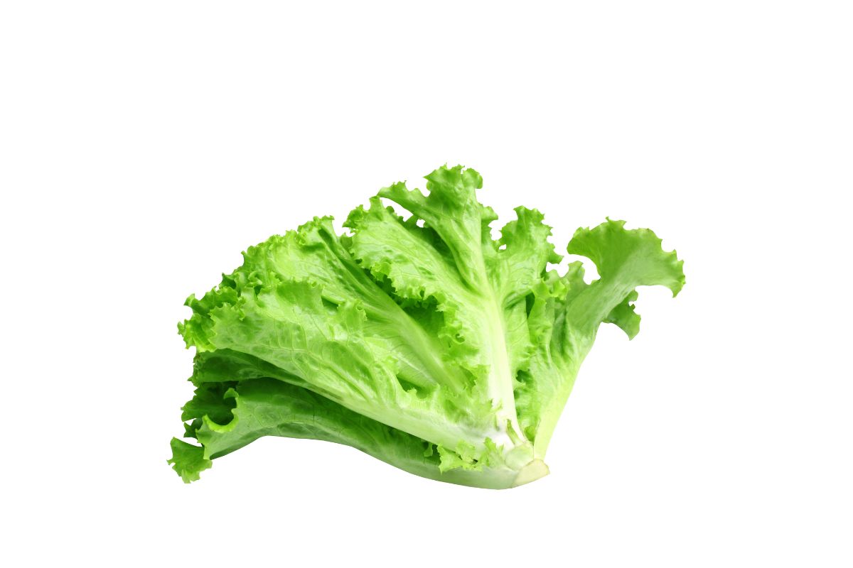 Lettuce Leaf Green image