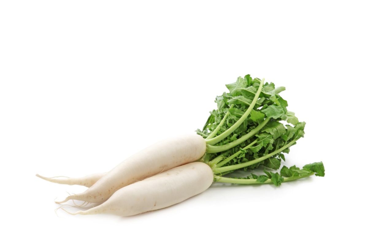 White Radish